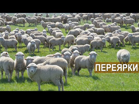 ОВЦЫ ВОЛГОГРАДСКОЙ ПОРОДЫ. Отара племенных переярок. СПК Племзавод Ромашковский.