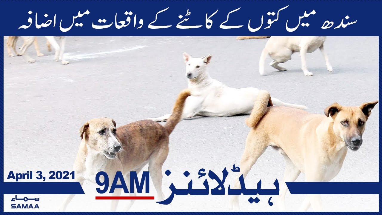 Samaa News Headlines 9am | Sindh mein kutto ke katne ke waqiyaat mein izafa | SAMAA TV
