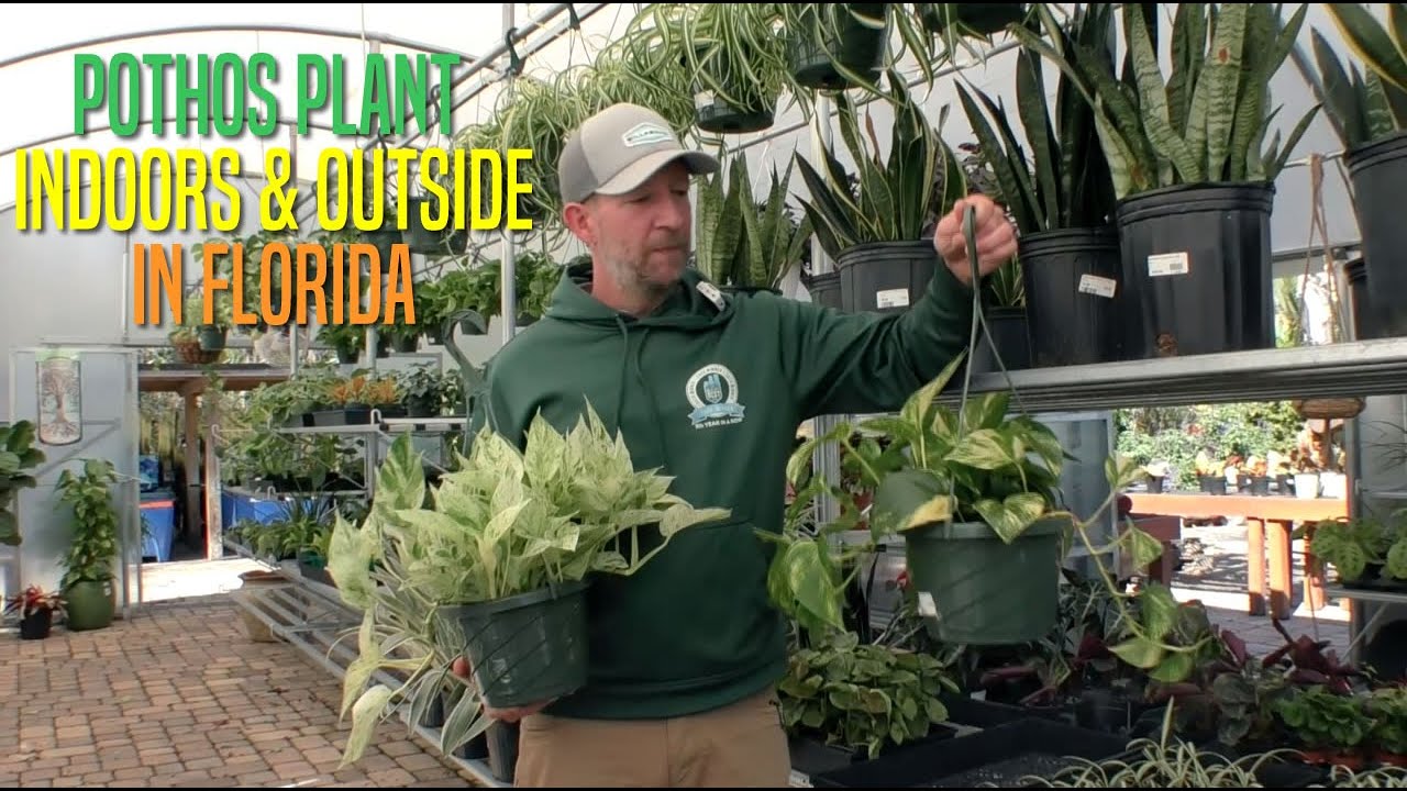 Pothos plant indoors and outdoors in Florida