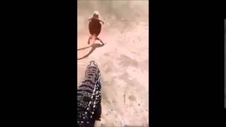 Sag Saglim Remix D Kertenkele