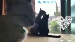 Download Lagu Story wa Kucing aja bisa sakit hati, apalagi manusia MP3