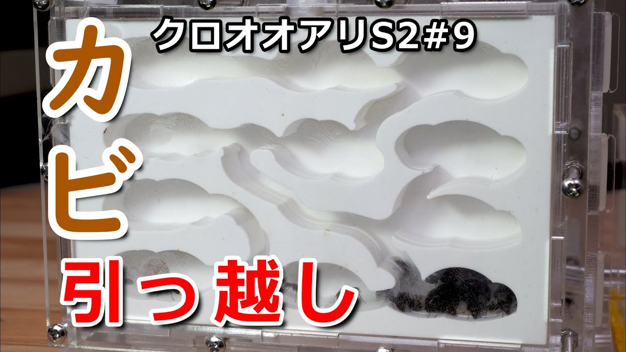 ありの住みか  クロオオアリS2#9 カビ巣からの引っ越し - YouTube