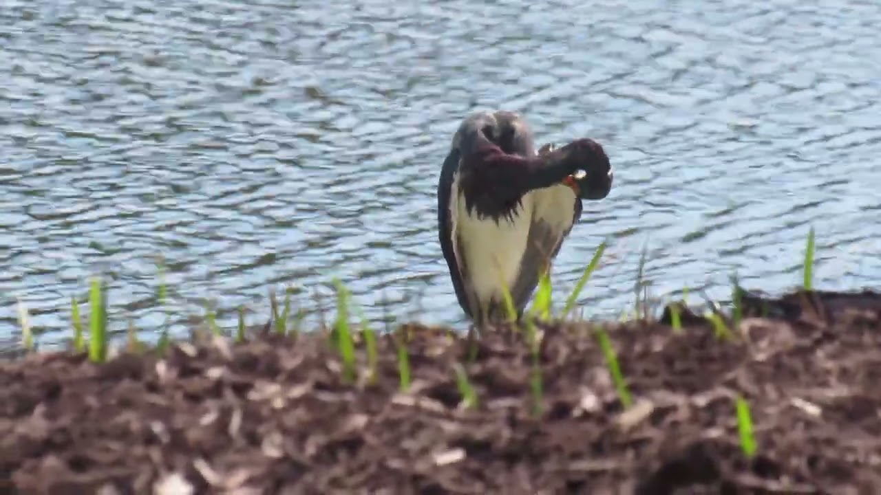 Into the Wild with the Tri Colored Heron