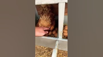 Stop collecting Broken & Dirty eggs😩 - HenGear Rollout Nest Boxes keep your eggs safe & clean😁