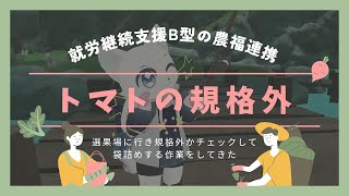 VRChatで魚釣りをしながら就労継続支援B型作業所の農福連携として選果場に行きトマトの規格外かどうかチェックしながら袋詰めという作業について色々話します