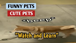FUNNY PETS | CUTE PETS | NOLRAM ni Tv