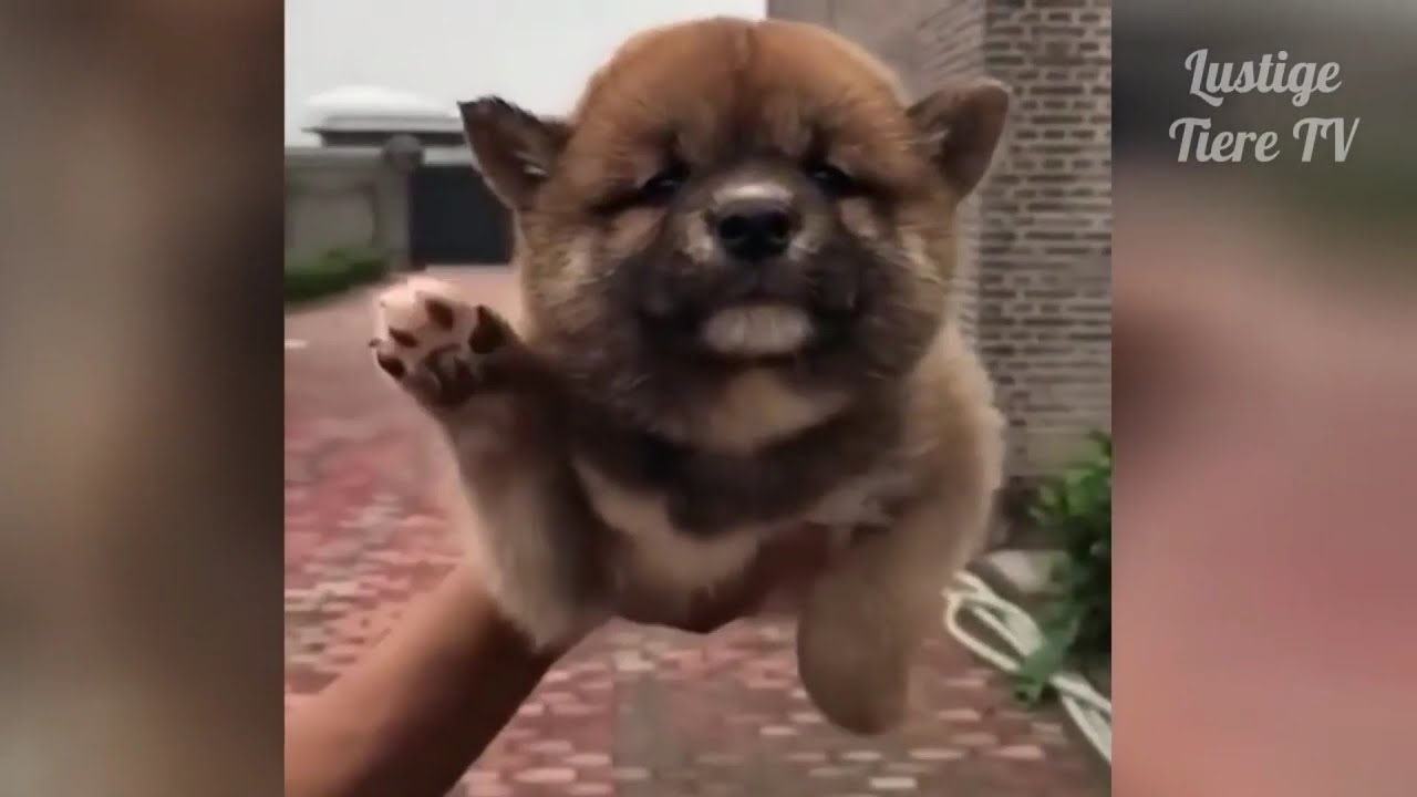 Funny Puppy Videos 2021Dog Groomingshorts YouTube