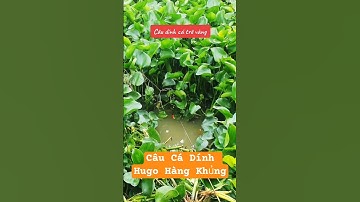 Câu cá dính cá trê vàng #fishing #cauca #fish #caucagiaitri #giaitri #shorts