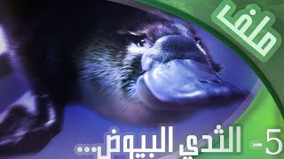 [الملف 5] الثدي البيوض...