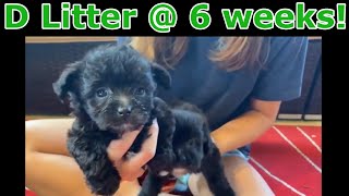 Havapoo puppies @ 6 weeks! *D Litter* - Abcdoggy 2021