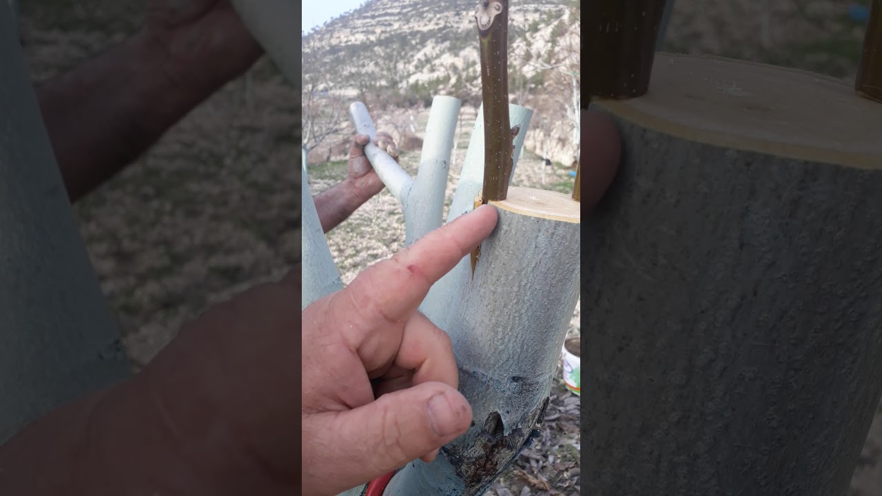 Ceviz aşısı nasıl yapılır