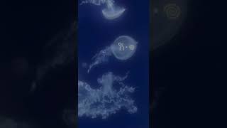 jellyfishes #jellyfish #dreamy #aesthetic