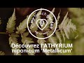 Athyrium niponicum metallicum la fougre argente