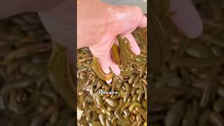 ¿Alguna vez has visto este insecto? ¿Te atreverías a tocarlo?#insecto#science#usa