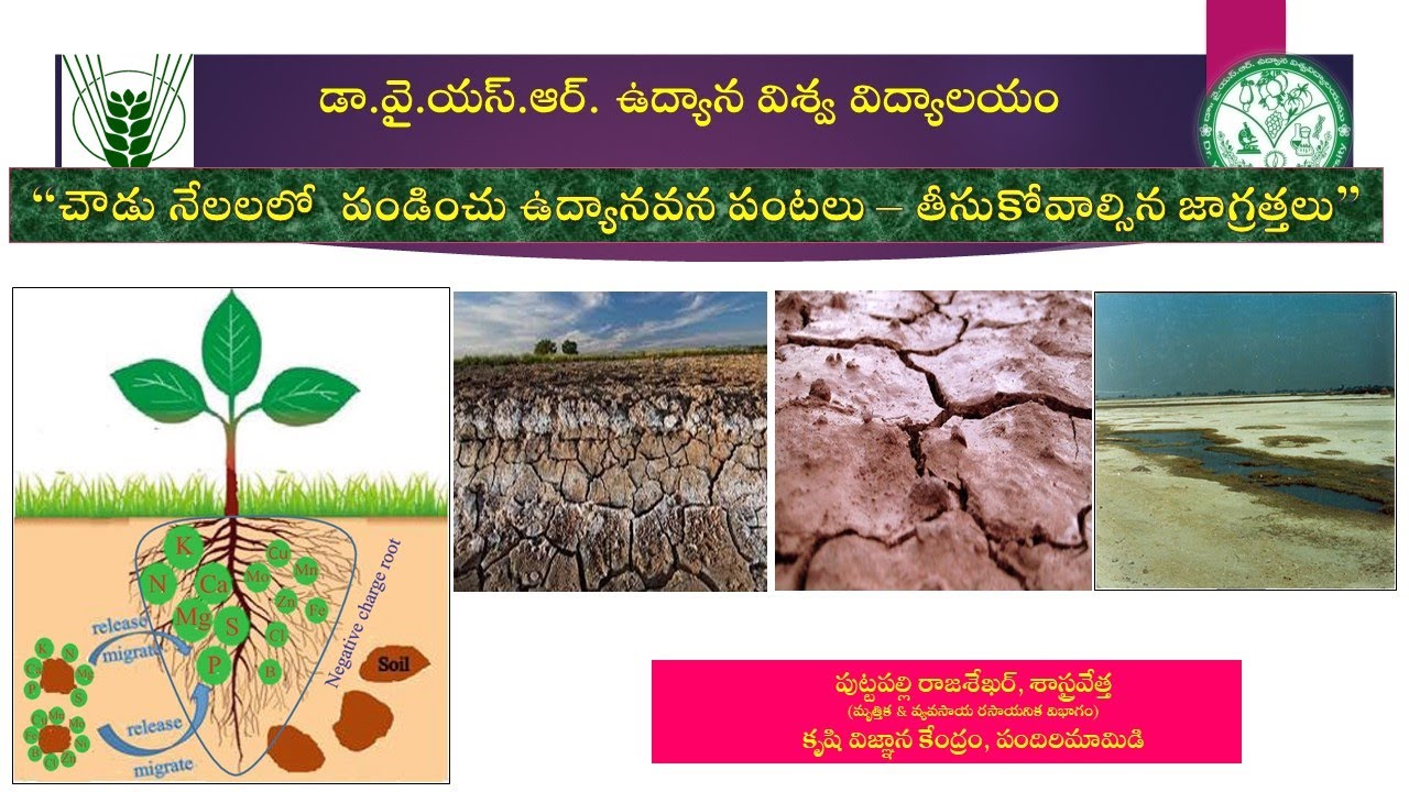 చౌడు నేలలో పండించు ఉద్యాన పంటలు - వాటి యాజమాన్యం  డా. పి. రాజశేఖర్, శాస్త్రవేత్త, KVK, పందిరిమామిడి