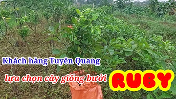 Xuất bán cây giống bưởi RUBY chuẩn nguồn gốc từ Thái Lan cho khách hàng Tuyên Quang: 0869214270