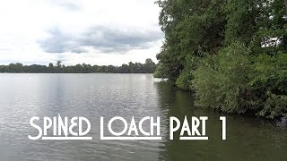 Spined loach (Cobitis taenia) Part 1 - English Subtitles