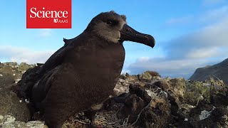 These scientists flew eggs across the ocean to save seabirds from climate change