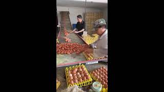 🌟🔴LIVE～Egg Sorting 🥚 2026-07-14