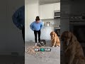 The innocent dog was caught