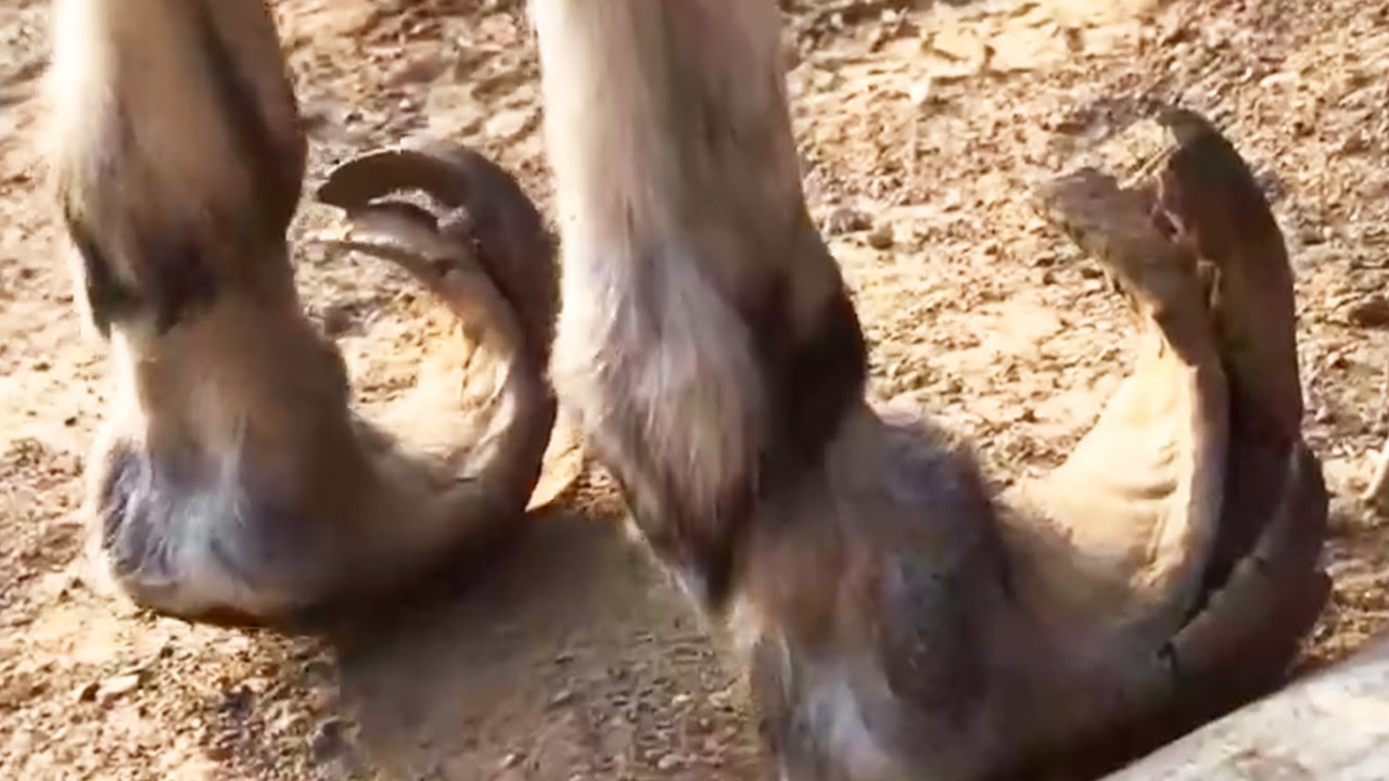 Лучшая коллекция для расчистки копыт! Помогите ослику вернуться к жизни!