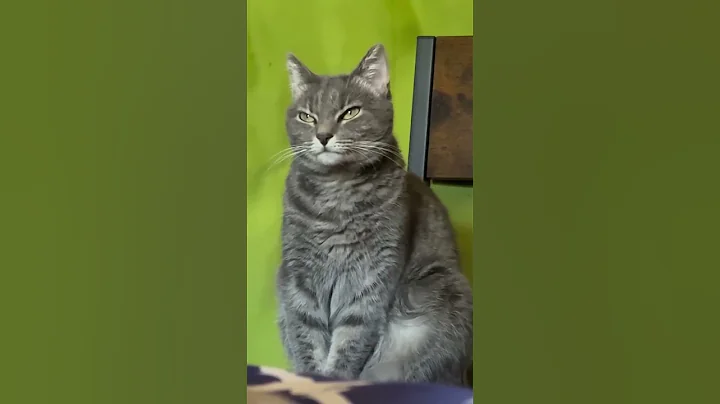 Watch the video about Cute Cat Keeping it Clean - Funny Cute Cat #shorts #catshorts #catsofyoutube