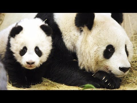 В зоопарке Вены панды-близнецы отмечают первый день рождения (новости)