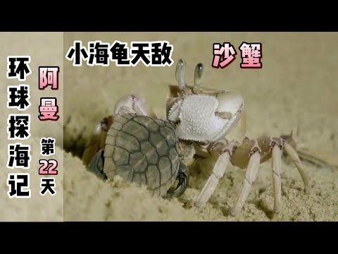《环球探海记》阿曼 第22天：专吃小海龟的沙蟹，今天被我做成黑暗料理啦 ！#海鲜美食#环球赶海美食#阿曼自由行