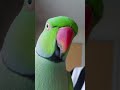 Indian Ringneck Parrot says &quot;weeee&quot;