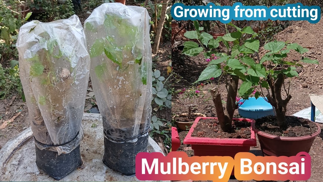 Mulberry plant Tyr To Make Bonsai With uniq propogation system @THEGARDENINGQuest