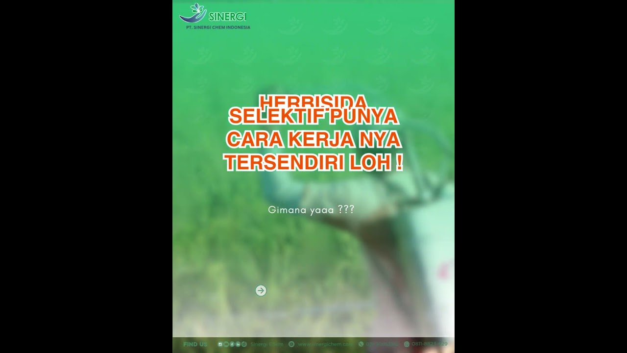 KENAPA TANAMAN UTAMA TIDAK MATI DISEMPROT HERBISIDA SELEKTIF ??? #padi #pertanian #agrikultur