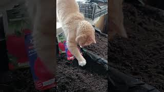 Котик огородник . Прифронтова зона.