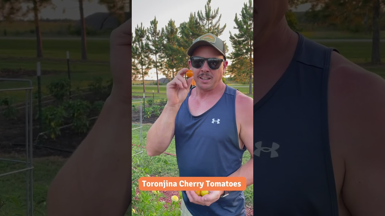 Our Favorite Cherry Tomatoes! 🍒