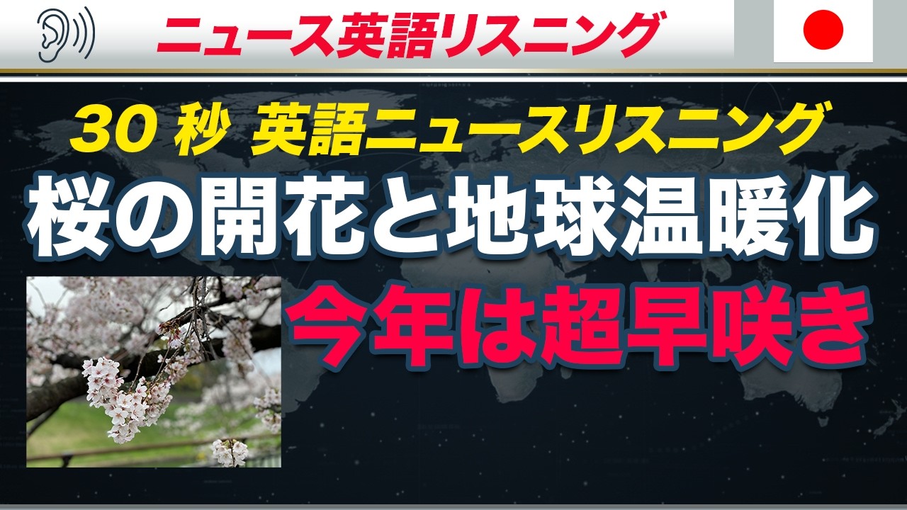 【桜ちゃん】English for everyone Kwanzan Flowering Cherry (Prunus serrulata 'Kwanzan') in