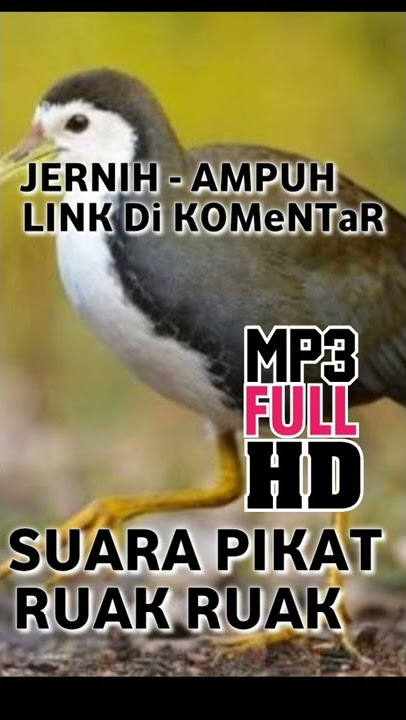 Suara pikat burung ruak ruak ampuh dan jernih free download MP3 #mbakule88 #pikatmp3 #shorts