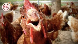 Funny Chickens - Chickens Make You Will Die Laughing - Funniest Animals Videos 2018