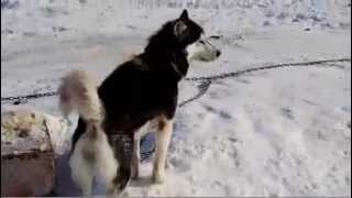 Snørekjøring Med Hundene Subtitled