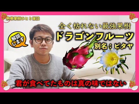 絶対枯れない最強果樹「ドラゴンフルーツ」を育ててみよう！真の味が