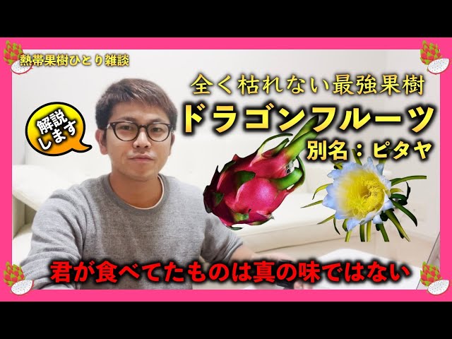 絶対枯れない最強果樹「ドラゴンフルーツ」を育ててみよう！真の味が
