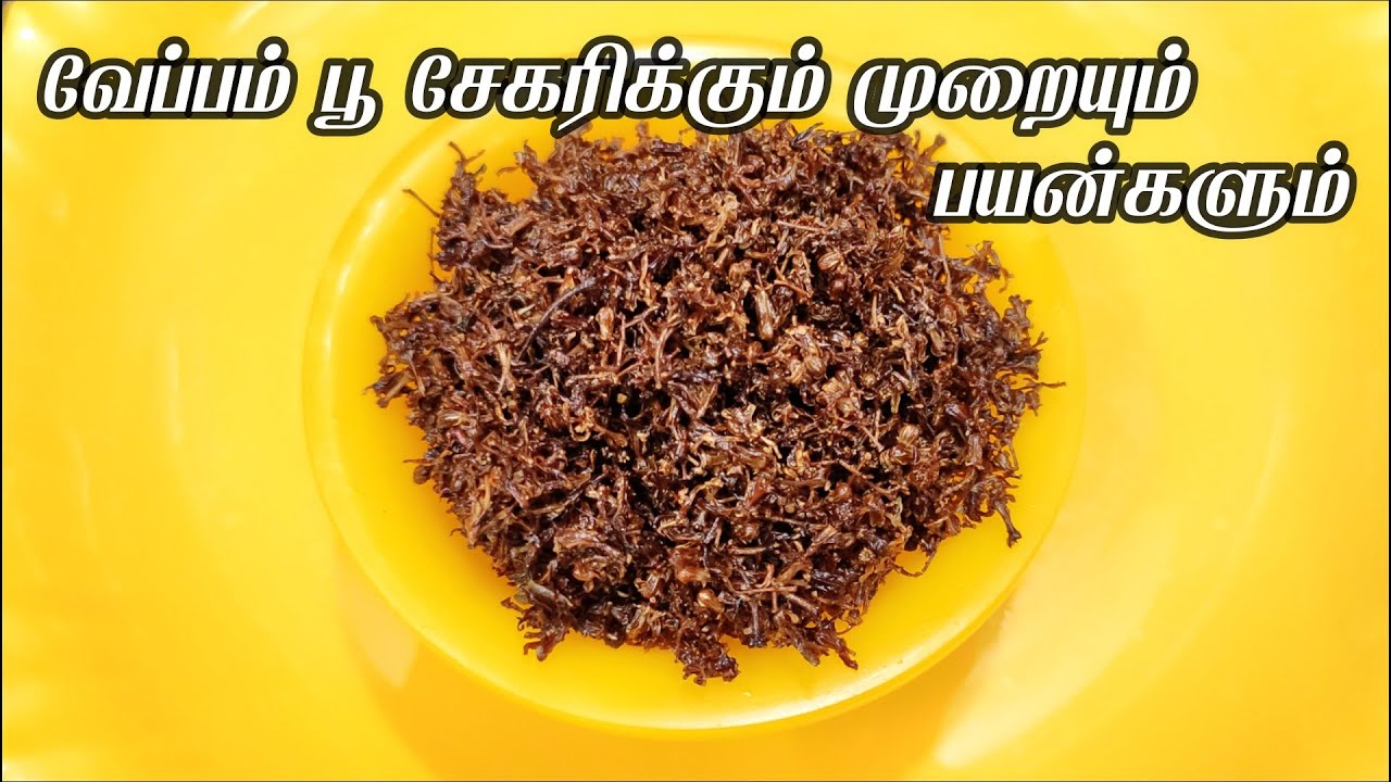 How to collect & store Neem flowers in tamil veppam poo benefits in