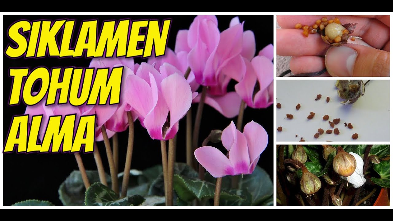 SIKLAMEN ÇİÇEĞİ DİNLENME DÖNEMİ ve TOHUM ALMA 🌷🌸