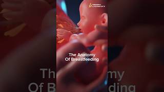 The 🤯 Anatomy of Breastfeeding ✨Bodies are AMAZING✨