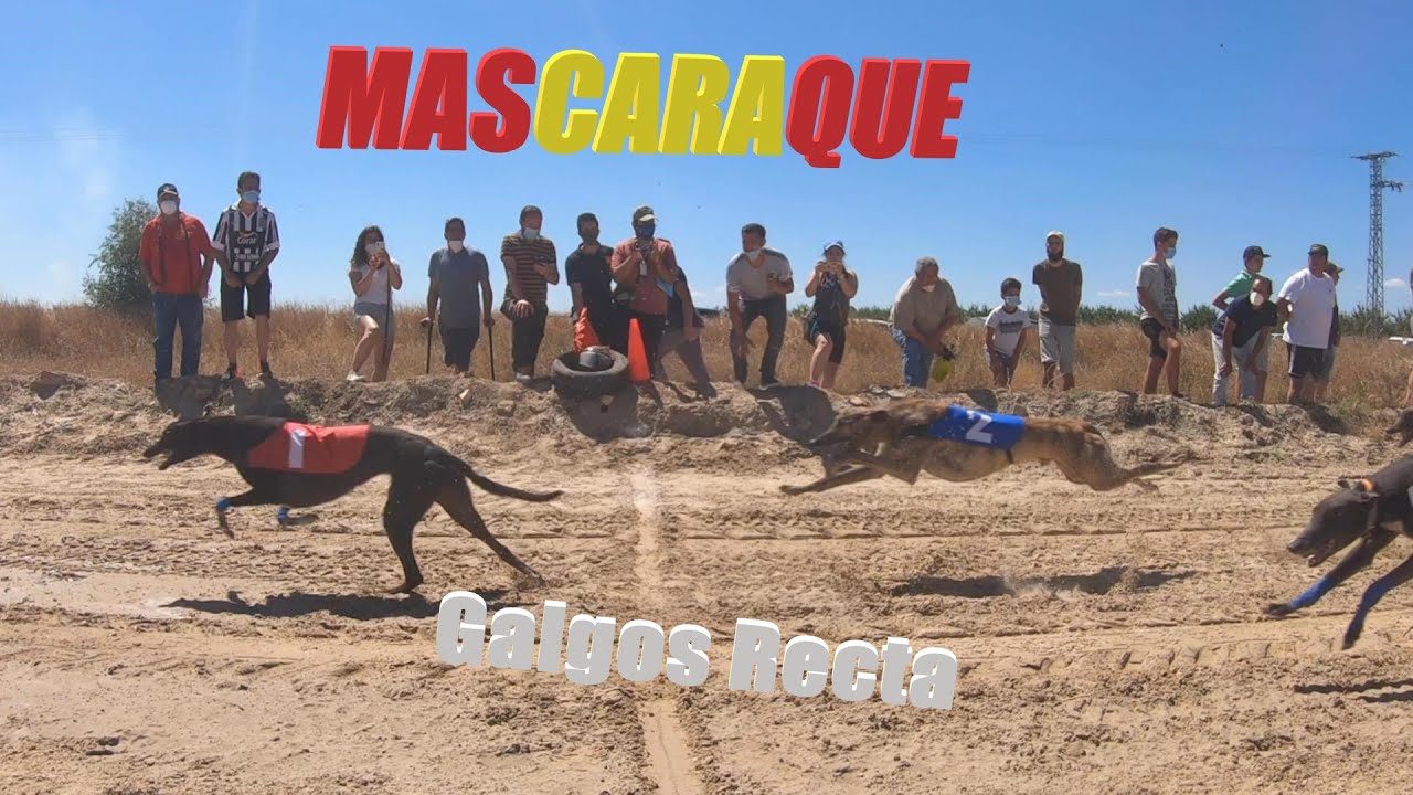 Semifinales y finales de galgo recta en Mascaraque, Toledo