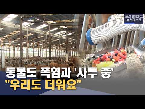 얼음 간식에 에어컨까지‥"우리도 더워요" (2026.08.06/뉴스데스크/울산MBC)