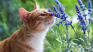 awesome and lovely cats picture and video