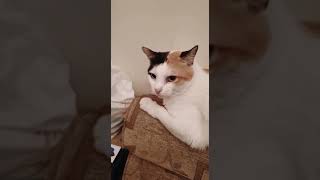 The Singing Cat Neng Utih