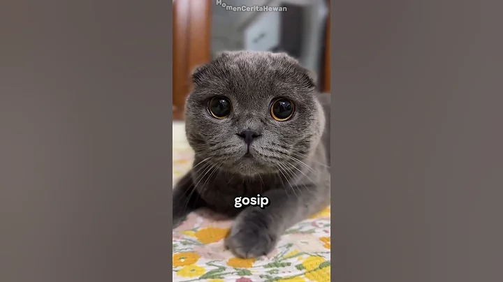 Video 10728631: kucing scottish fold, scottish fold cat, cats catlover kucing