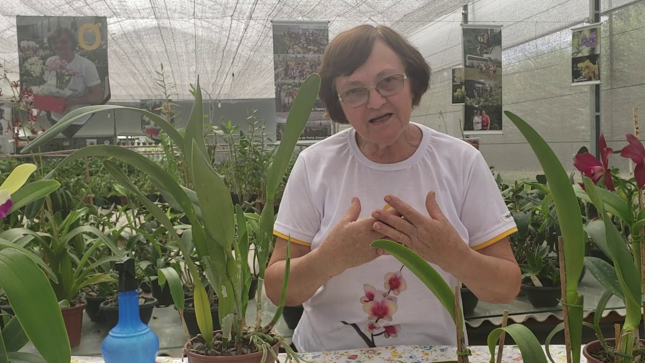 As Fases no cultivo de Cattleyas do plantio até a floração