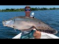 GIANT Invasive Clown Knife Fish! Catch Clean Cook! (Lake Ida Live Bait Fishing)