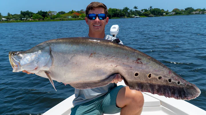 GIANT Invasive Clown Knife Fish! Catch Clean Cook!...
